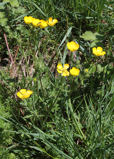 Ranunculus acris