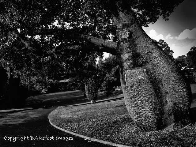 bottle_tree