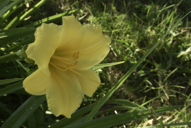 First Daylily