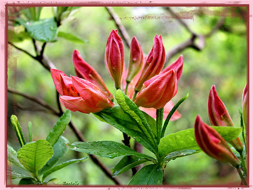 Rhododendron