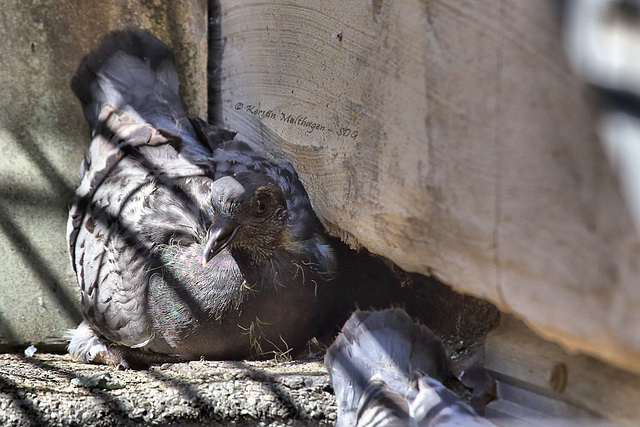 Nestflüchter - Taubenkind neben dem Nest (25. 4. 2014)