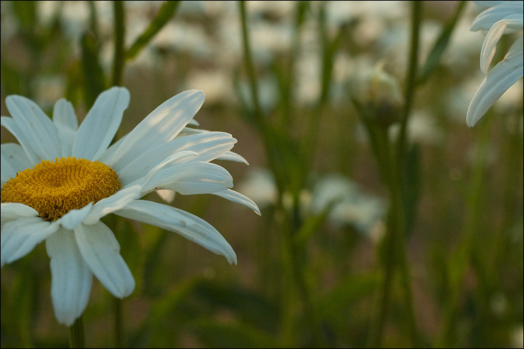 Shasta Daisy