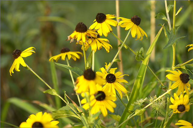 Black-Eyed Susan