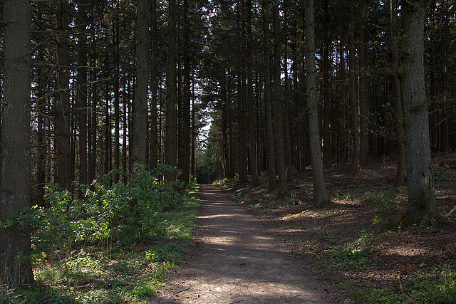 20140416 1181VRAw [D-LIP] Wald, Hühnerwiem-