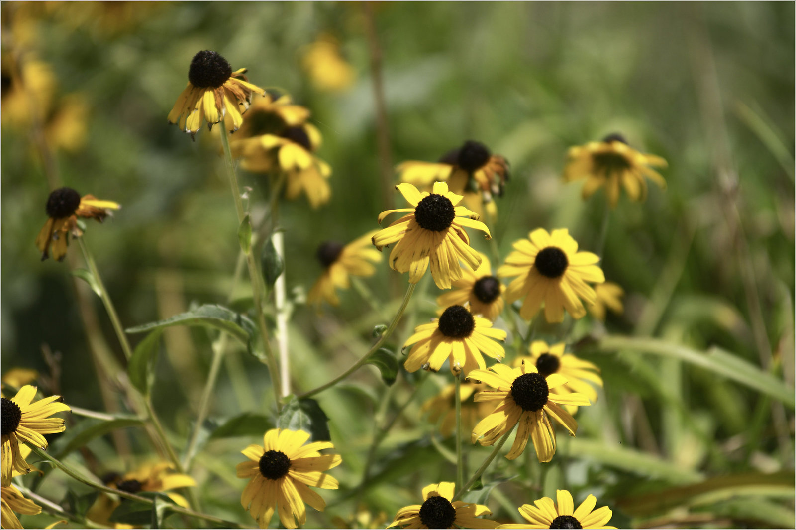 Black-Eyed Susan
