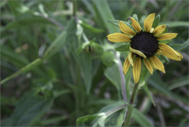 Black-Eyed Susan