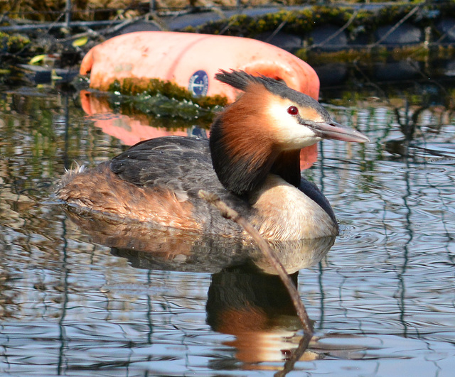 Male Great Crested Grebe