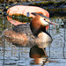 Male Great Crested Grebe