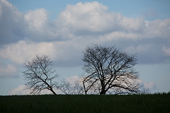 20140416 1179VRAw [D-LIP] Baum, Hühnerwiem-