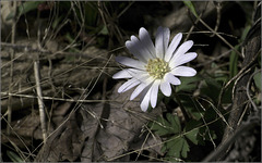 The White Anemone