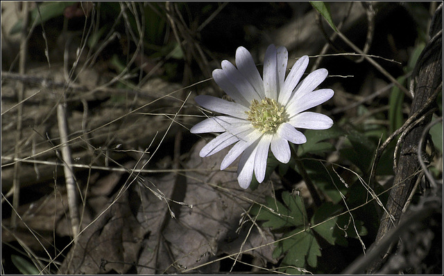 The White Anemone