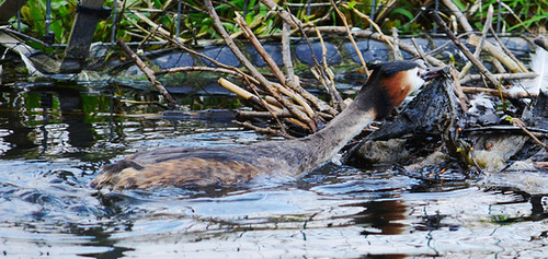 Great Crested Grebe nesting