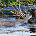 Great Crested Grebe nesting