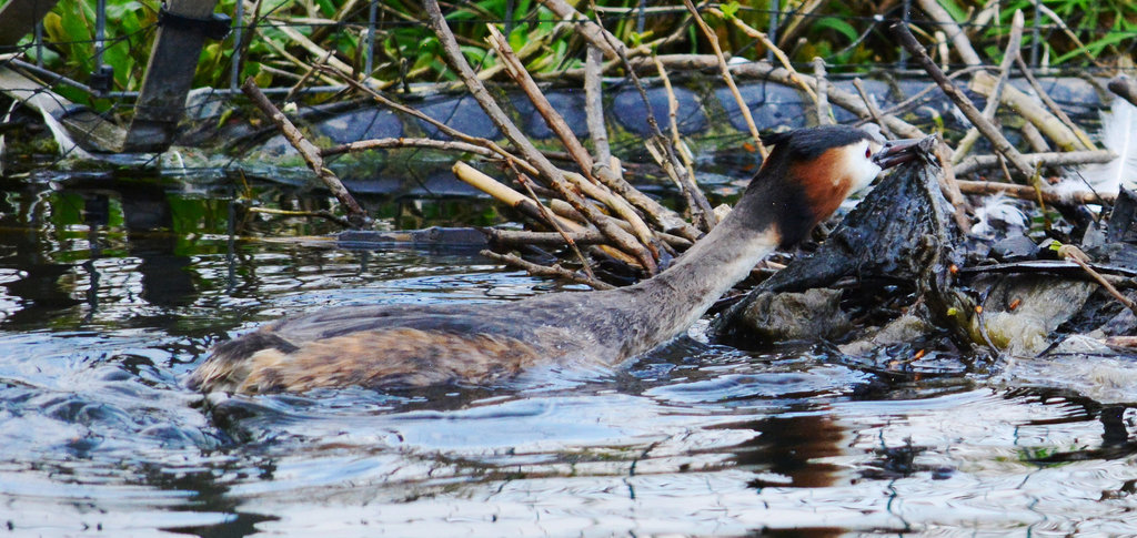 Great Crested Grebe nesting