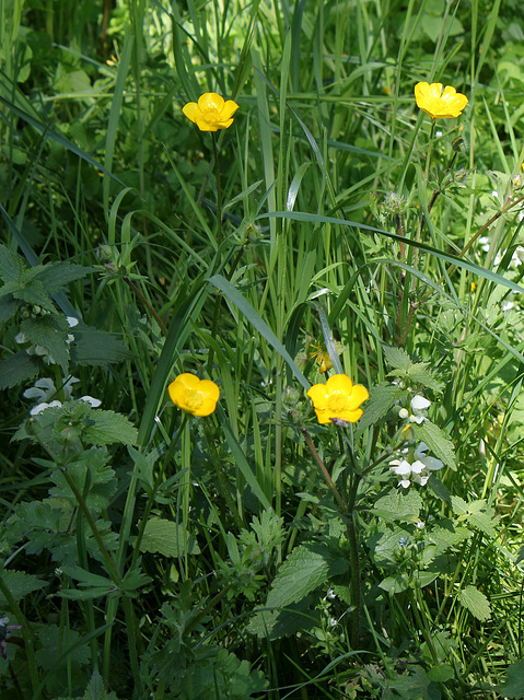 Ranunculus acris