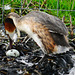 Great Crested Grebe nesting