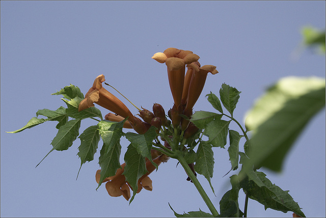 Trumpet Vine