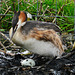 Great Crested Grebe nesting