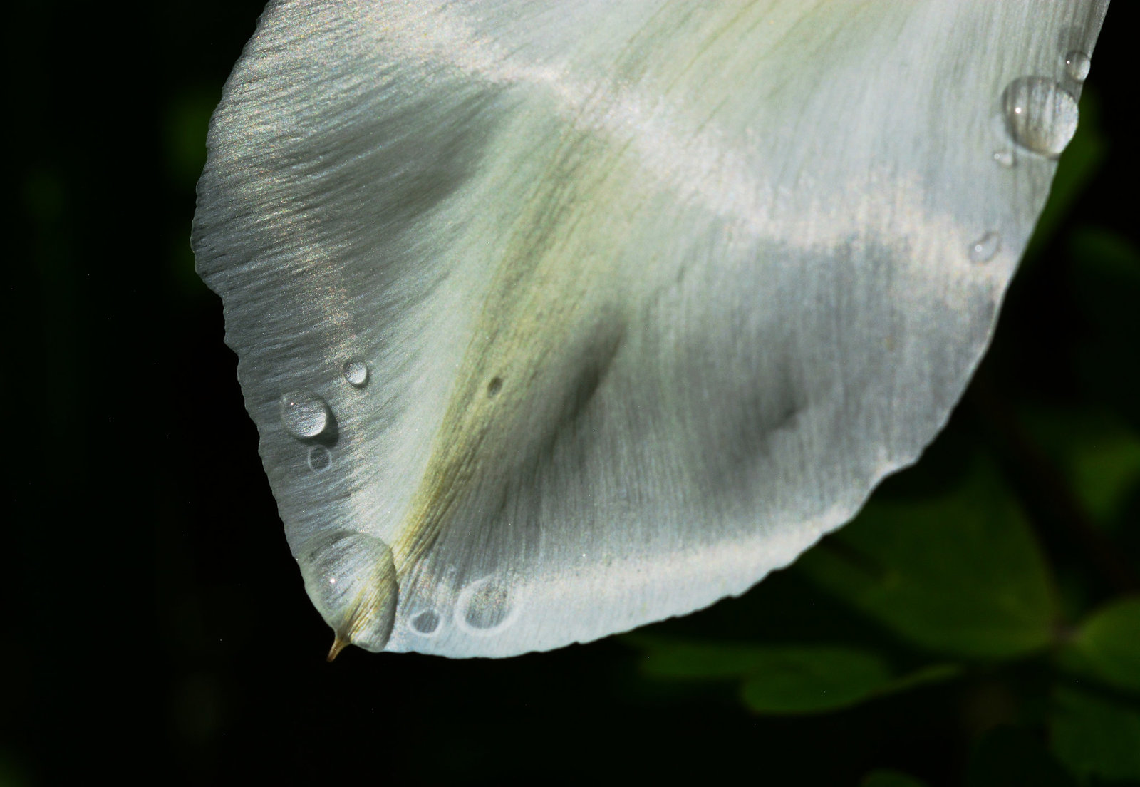 Petal with drops