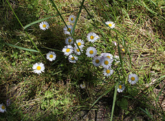 Bellis perennis (2)