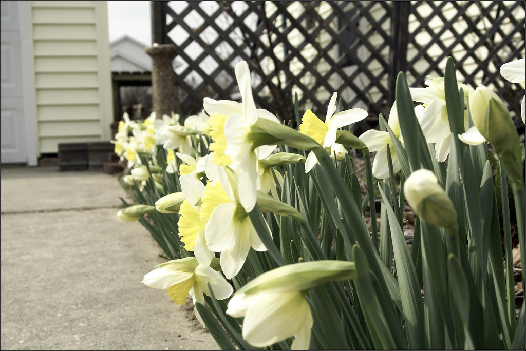 Daffies and Trellis