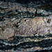 petrified wood