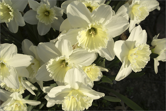 Daffodils