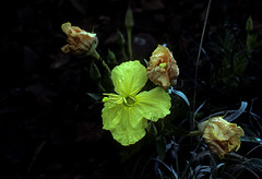 evening primrose