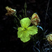 evening primrose