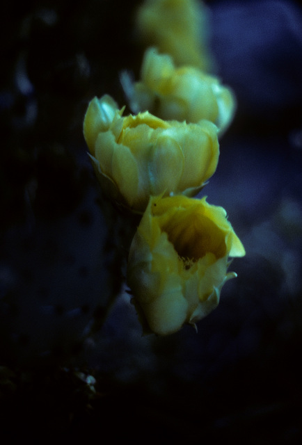 cactus, evening