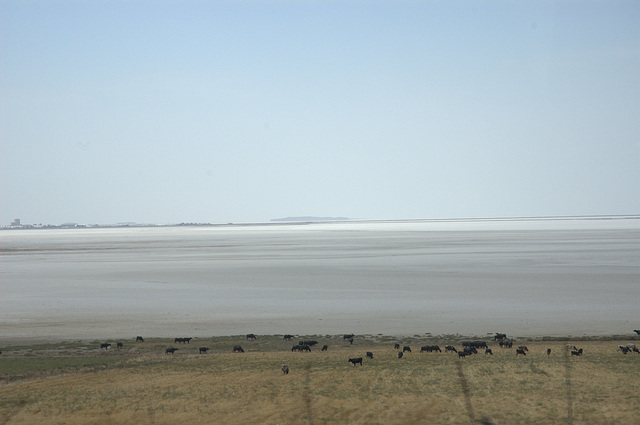 cattle at Lake Tuz