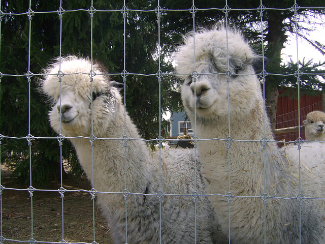 Monkton Alpacas