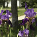 Iris at the End of the Drive