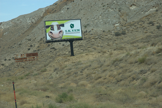 cow along the roadside