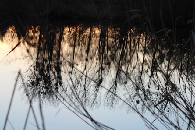 reflets d'hiver