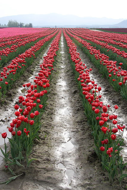 Endless Tulips