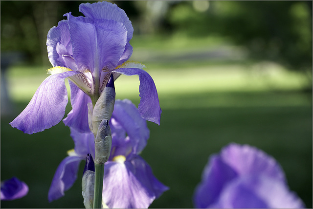 Trellis Garden Iris