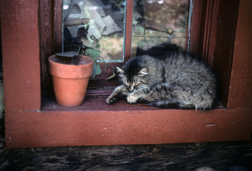 cat on windowsill - New Mexico