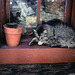 cat on windowsill - New Mexico