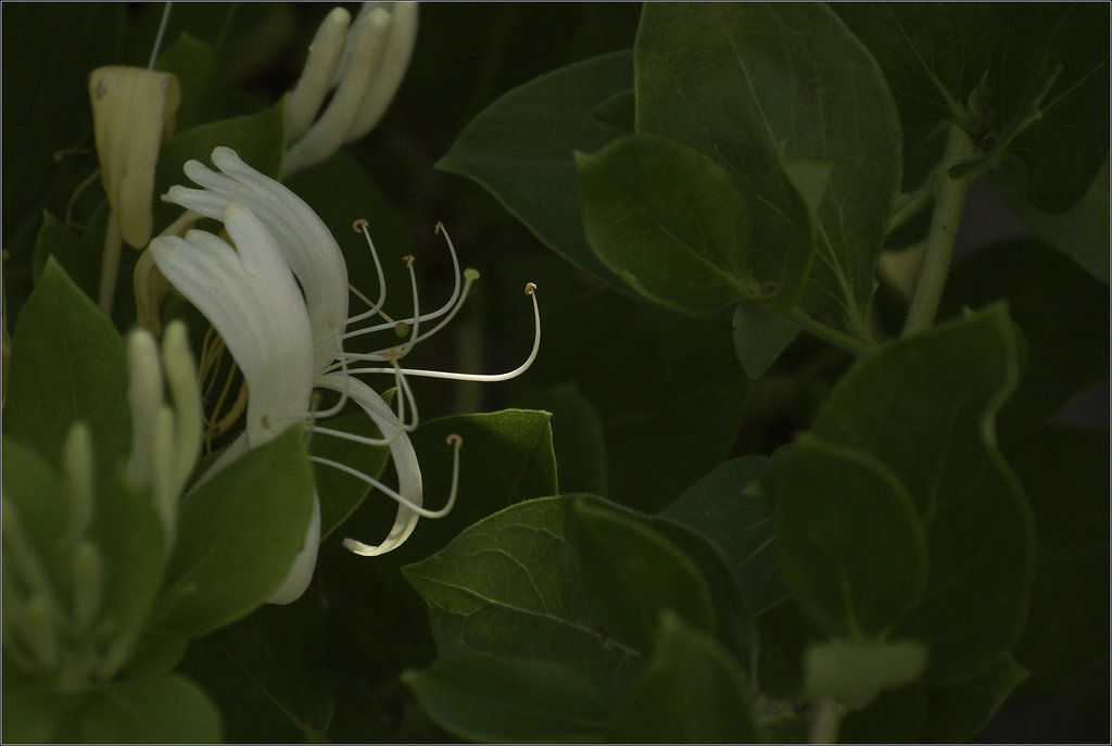 Honeysuckle