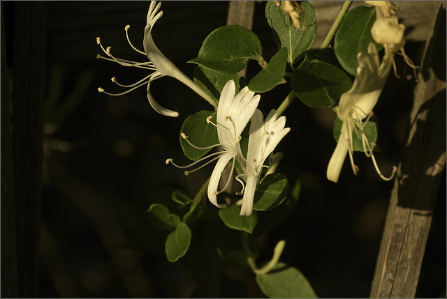 Honeysuckle