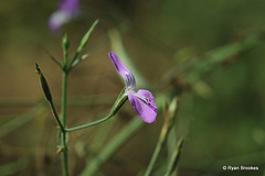 20111218-6667 Dicliptera paniculata (Forssk.) I.Darbysh.
