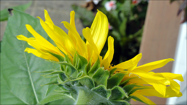 Sunflower overhead