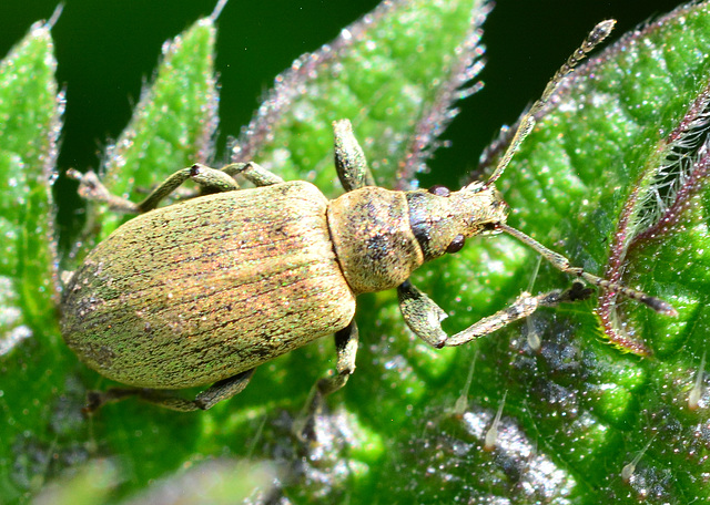 Weevil