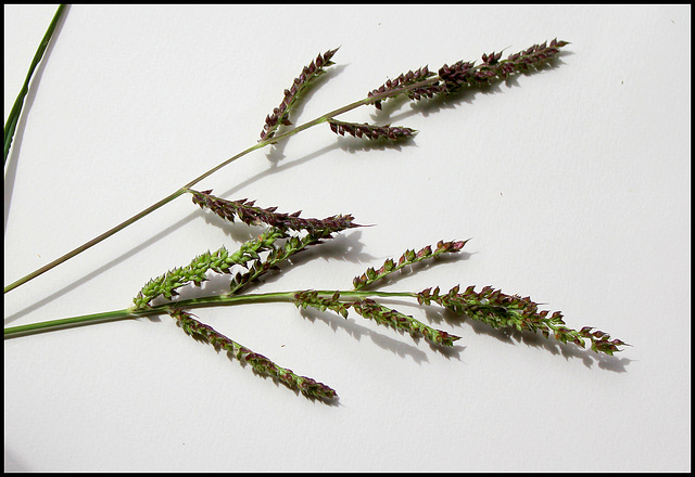 Echinochloa crus-galli- Panic crête de coq