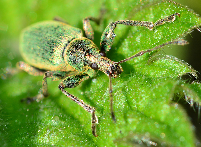 Weevil. Phyllobius Pomaceus
