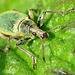 Weevil. Phyllobius Pomaceus