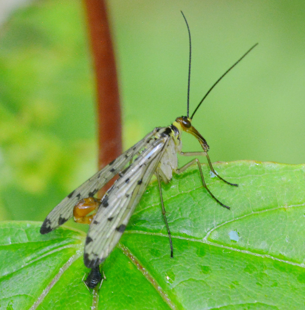 Scorpion Fly