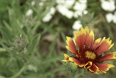 Blanket Flower