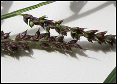 Echinochloa crus-galli- Panic crête de coq